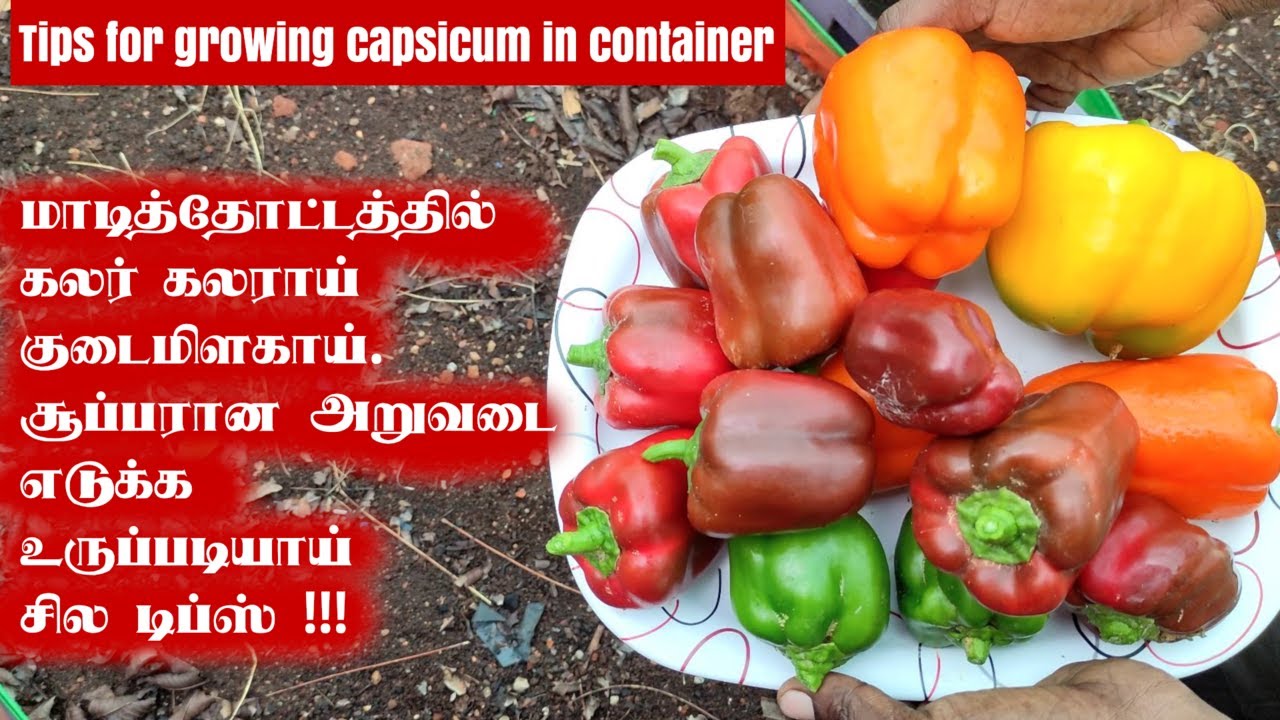 கலர் கலர் குடைமிளகாய் வளர்த்து சூப்பரா அறுவடை எடுக்க சில டிப்ஸ் | Tips to grow multicolor capsicum