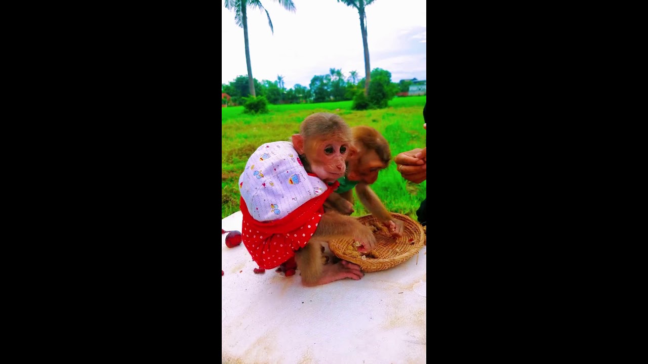 Monkey Relax With friends so happy #monkey #animals #cute #livestream