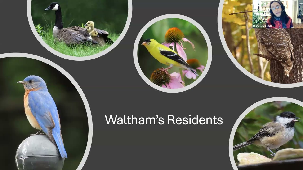 Waltham's Wonderful Birds Zoom Recording 01/29/2026