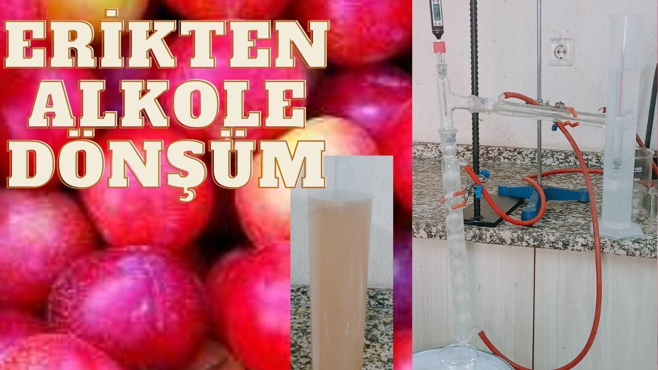 ERİKTEN ETİL ALKOL (ETANOL) NASIL ÜRETİLİR? Meyve Fermantasyonu ve Etanol.