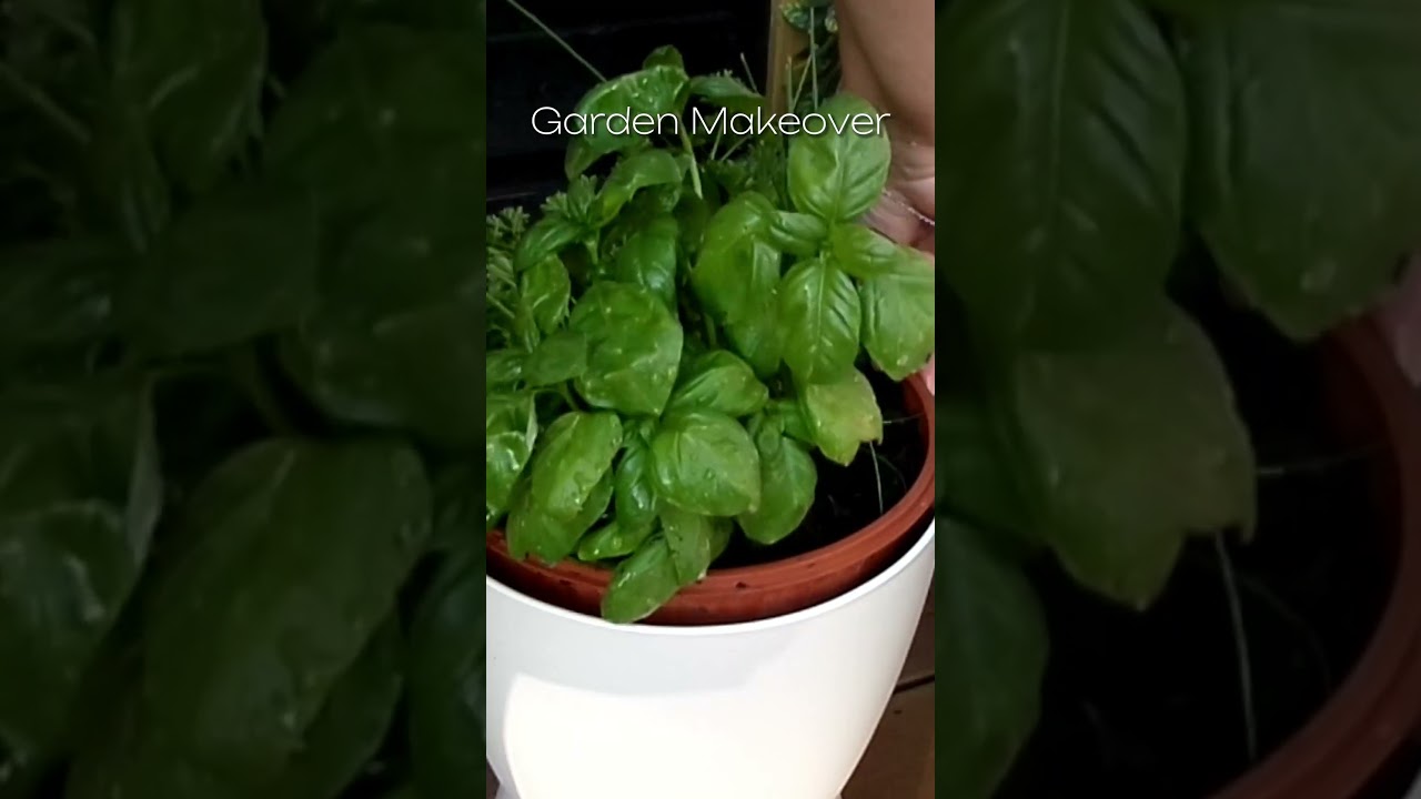 🛠🏡EXTREME DIY GARDEN MAKEOVER ON A BUDGET#shorts