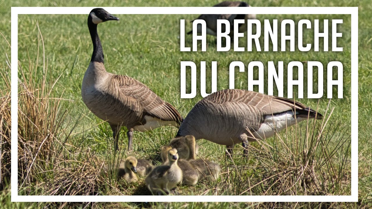 La Bernache du Canada (vidéo musicale)