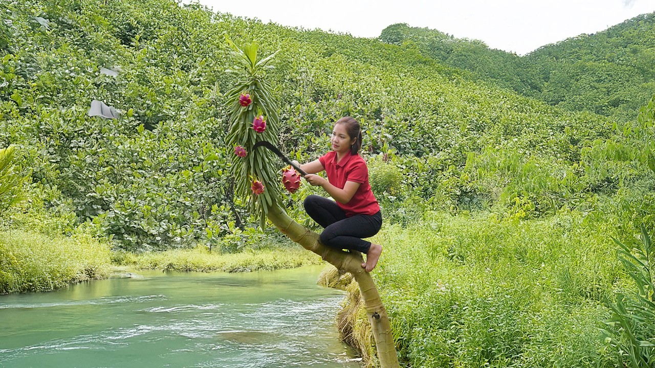 Harvesting Dragon Fruit on 100m Rocky Cliff & Selling at Market &ndash; Hana Daily Life 686 | Farm Life