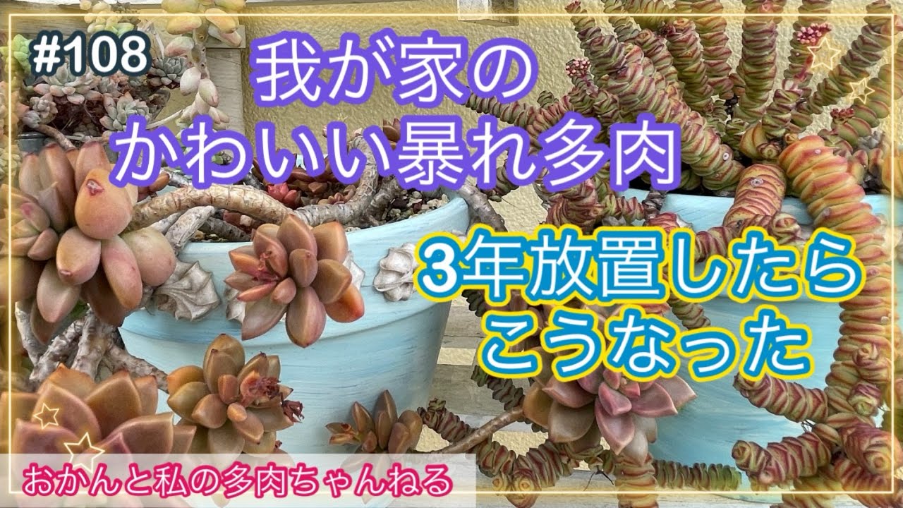 #108 （多肉植物）暴れ多肉は結果かわいい・放置続行#多肉植物 #寄せ植え #succulents #plantita