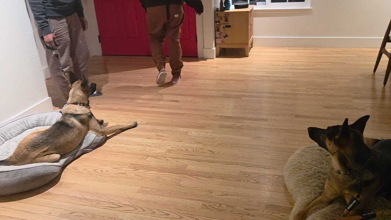 Doorbell Manners