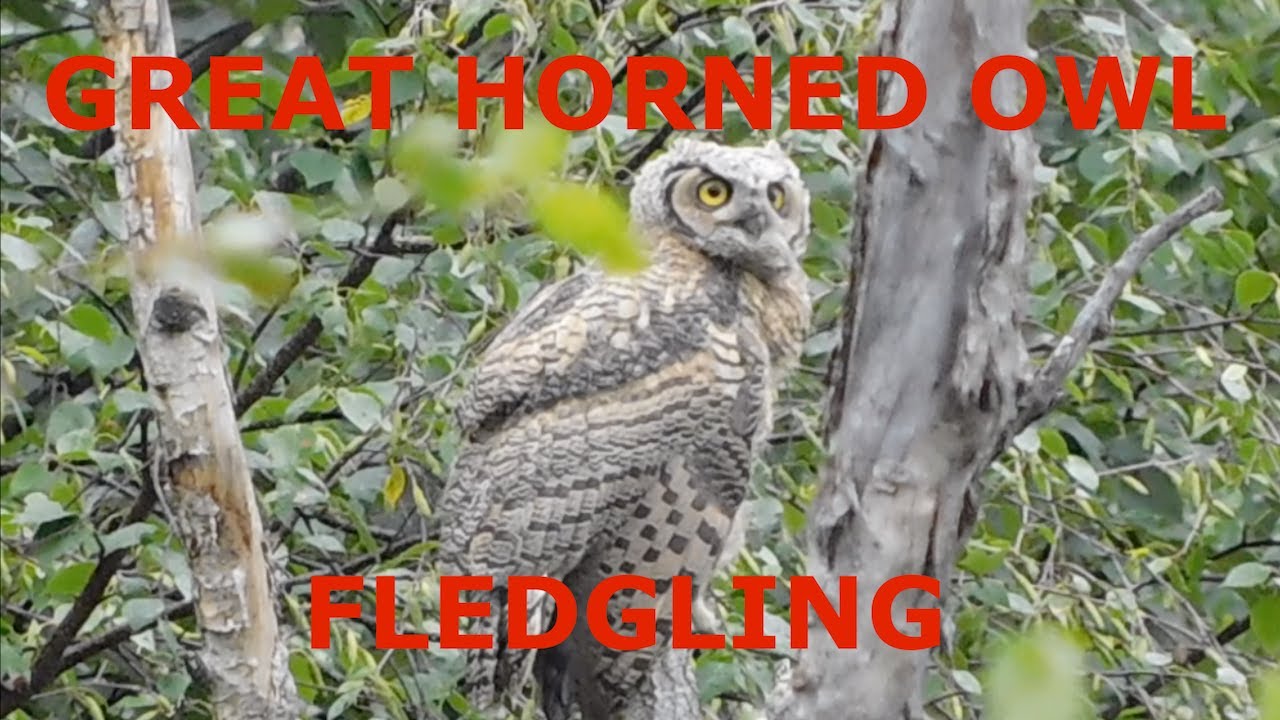 GREAT HORNED OWL FLEDGLING
