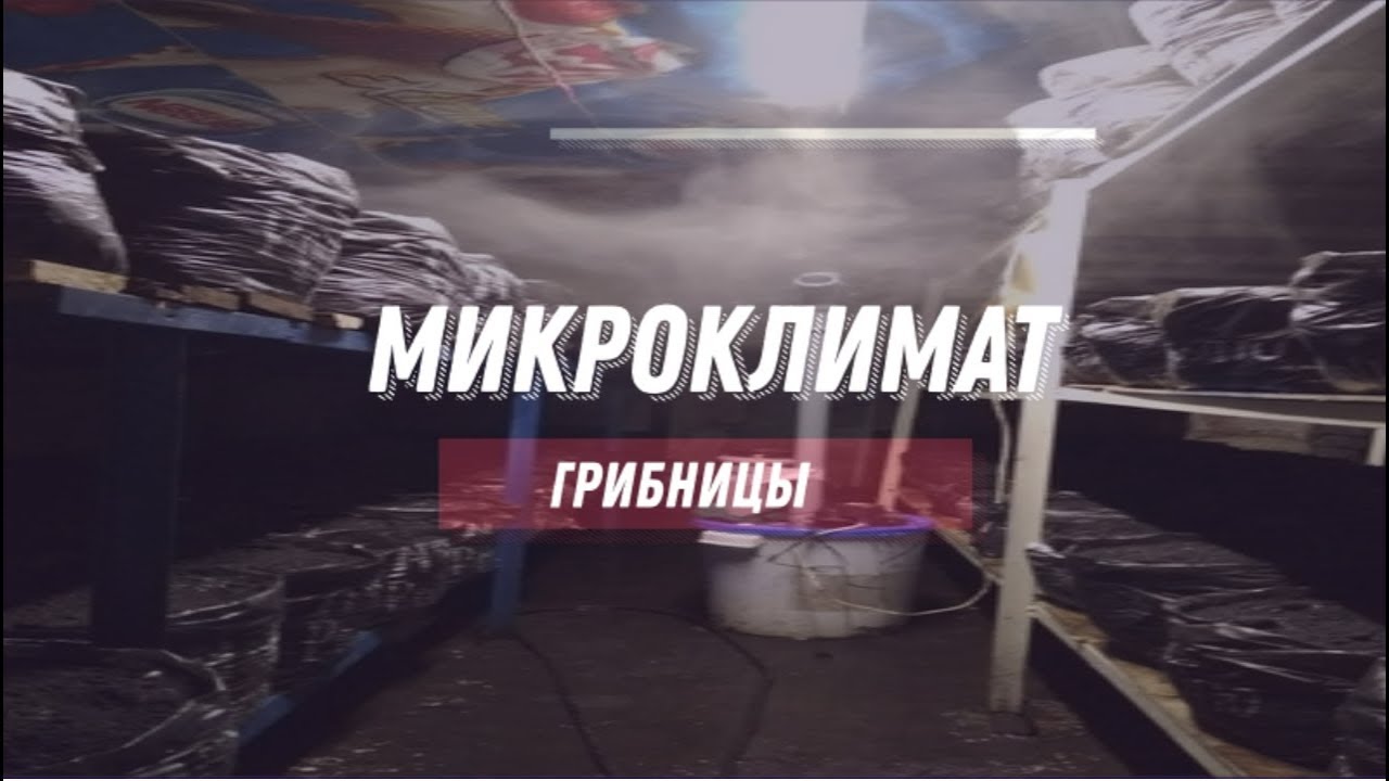 Обзор моей грибницы и немного о микроклимате!