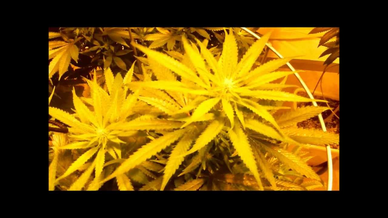 Pheno Finder Day 14