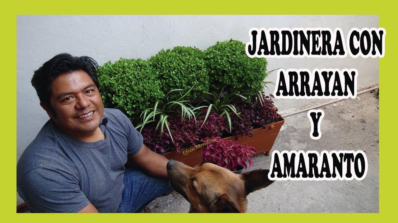 Cómo hacer una jardinera con planta arrayan y amaranto | Una forma de jardín en casa/Efrén Mendoza