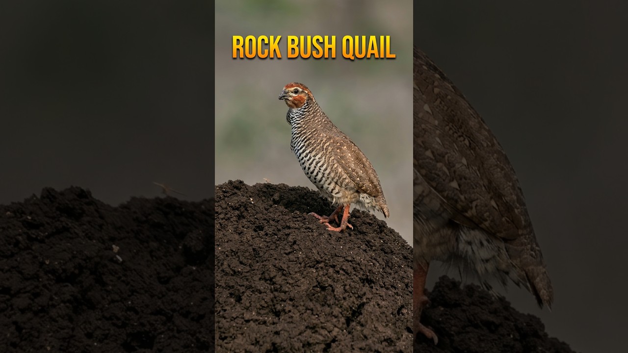 Rock Bush Quail Call & Song  #birds  #wildlife   #nature #animals #quail  #bushquail #quailsound