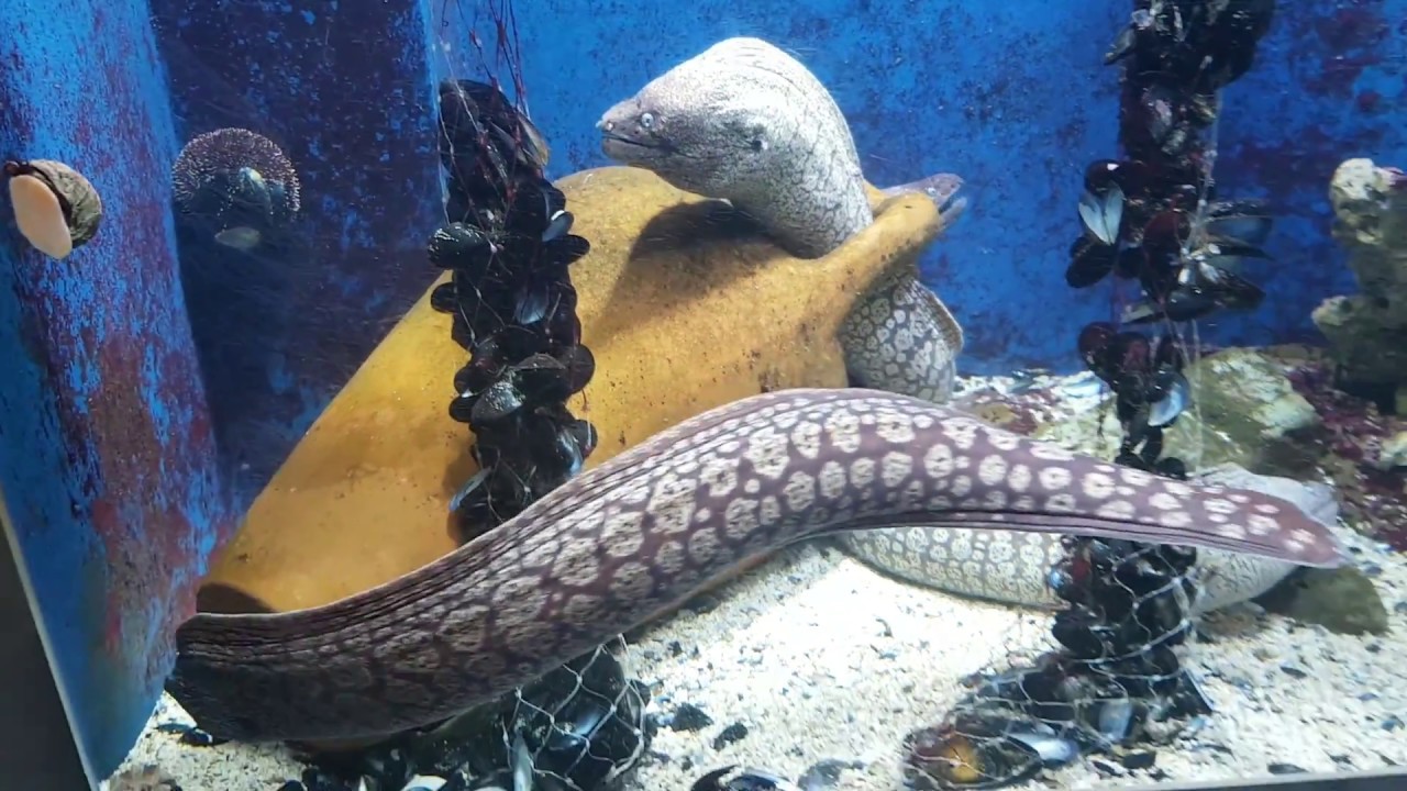 SLOVENIA, AQUARIUM PIRAN