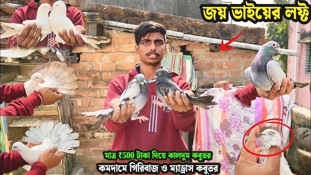 মাত্র ₹500 টাকা দিয়ে কালদুম কবুতর | জয় ভাইয়ের লফ্ট | কমদামে গিরিবাজ ও ম্যাড্রাস কবুতর