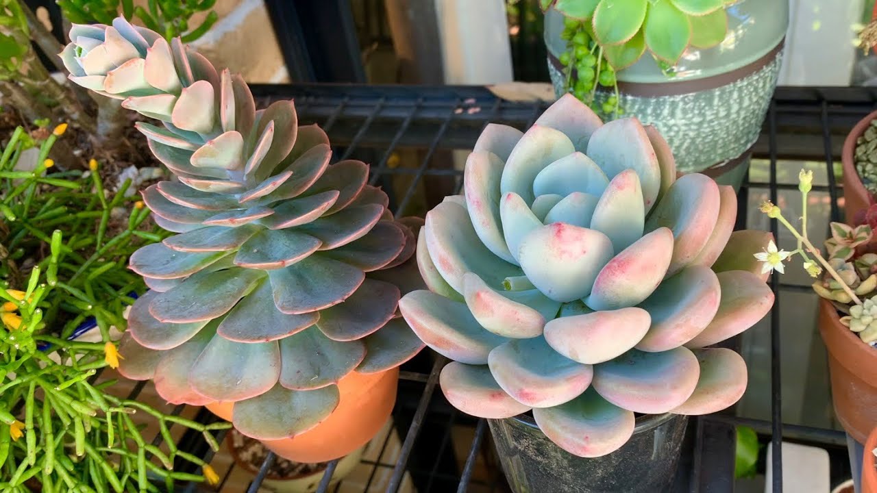 Echeveria Imbricata and Graptoveria Opalina Propagation