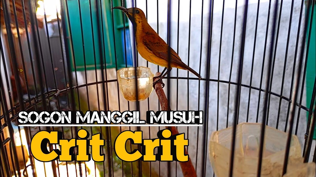 SOGON BAHAN PASTI GACOR ‼️ Pancingan Sogon Ombyokan Agar Rajin Bunyi #pleci #pancinganpleci #birds 