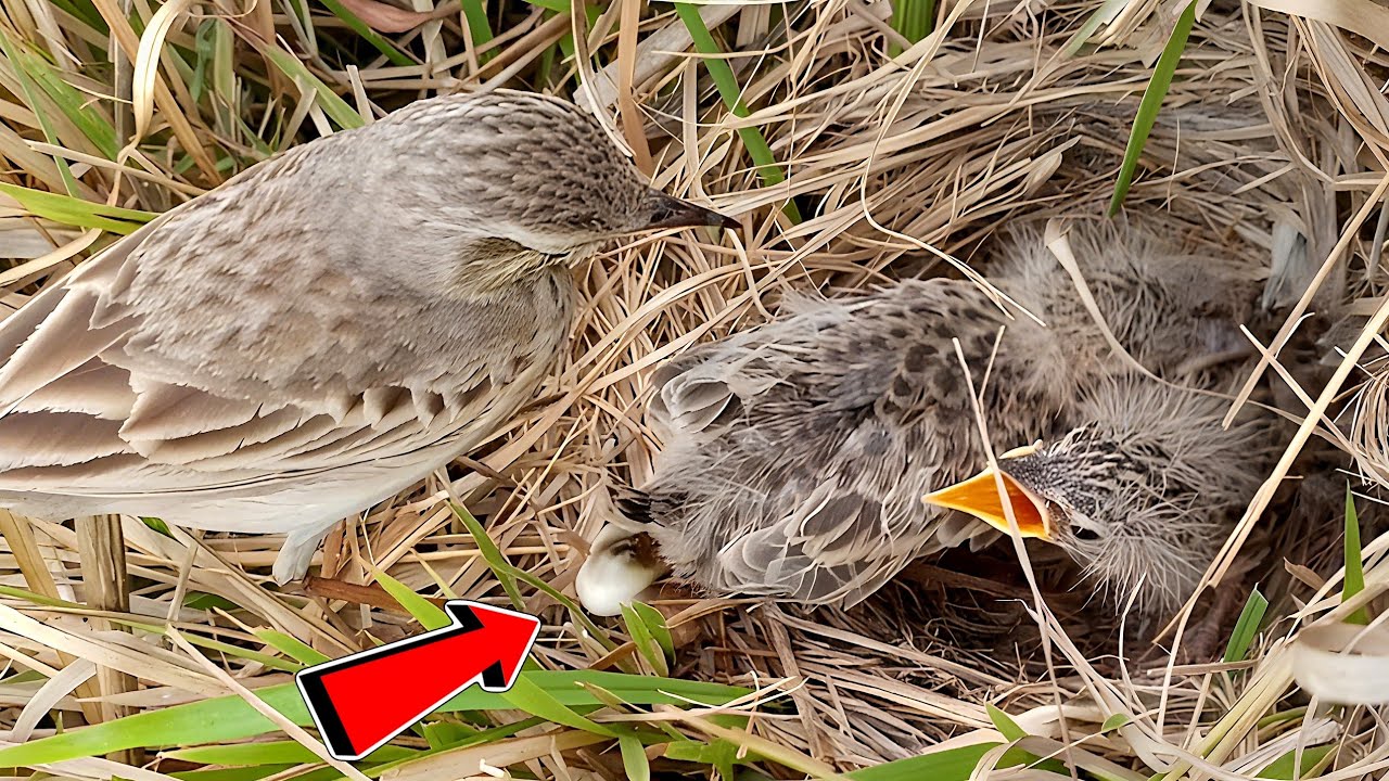 Small bird babies digesting food instantly!