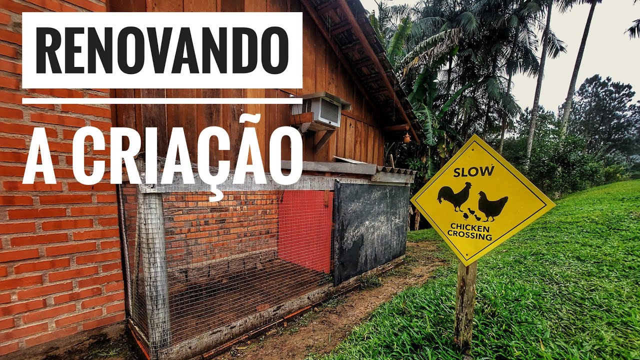 NOVO CRIATÓRIO DE GALINHAS POEDEIRAS