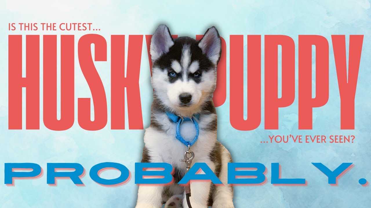 A Day in the Life of an 8-Week-Old Siberian Husky Puppy