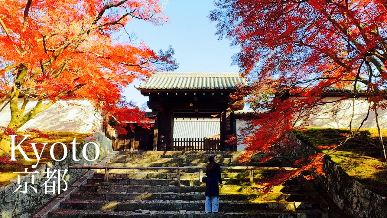 Скрытые пятна осенних листьев в Киото.#kyoto#autumnleaves#japan