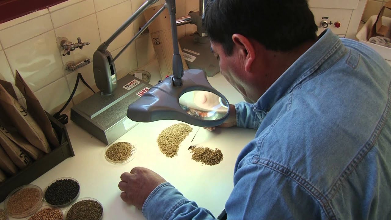 Análisis de la calidad de la semilla para la siembra