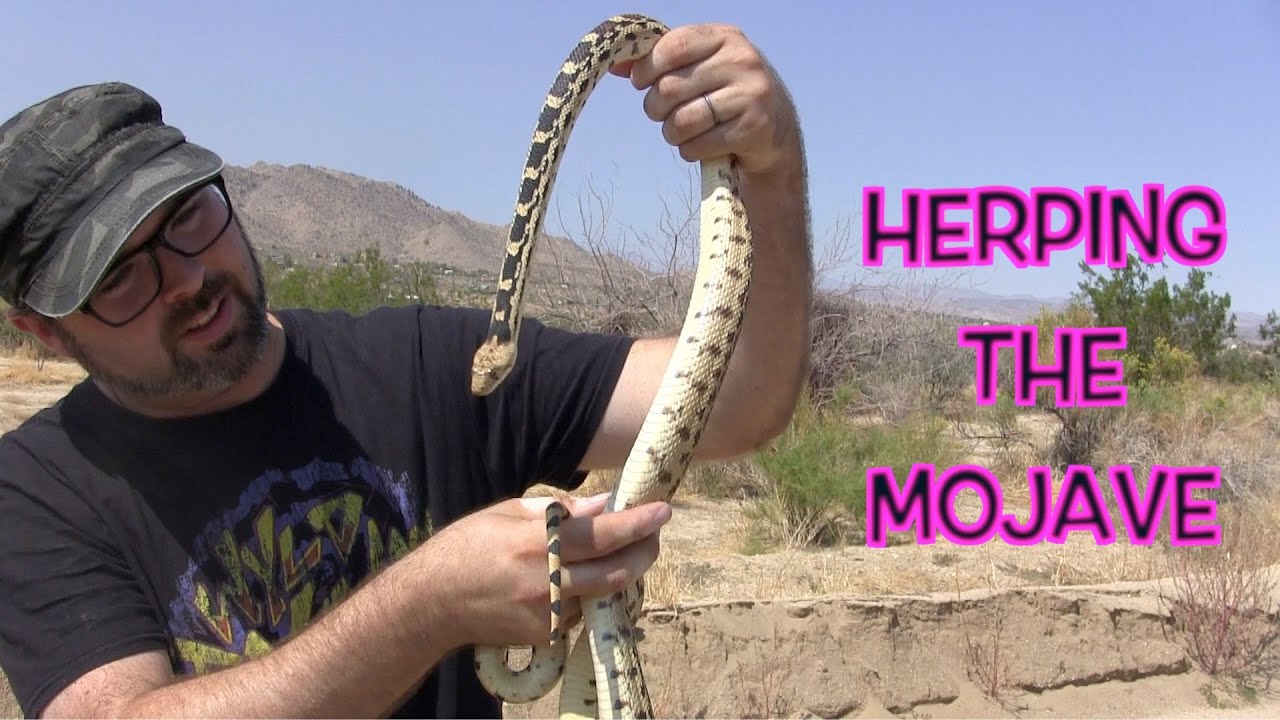 Herping The Mojave Desert