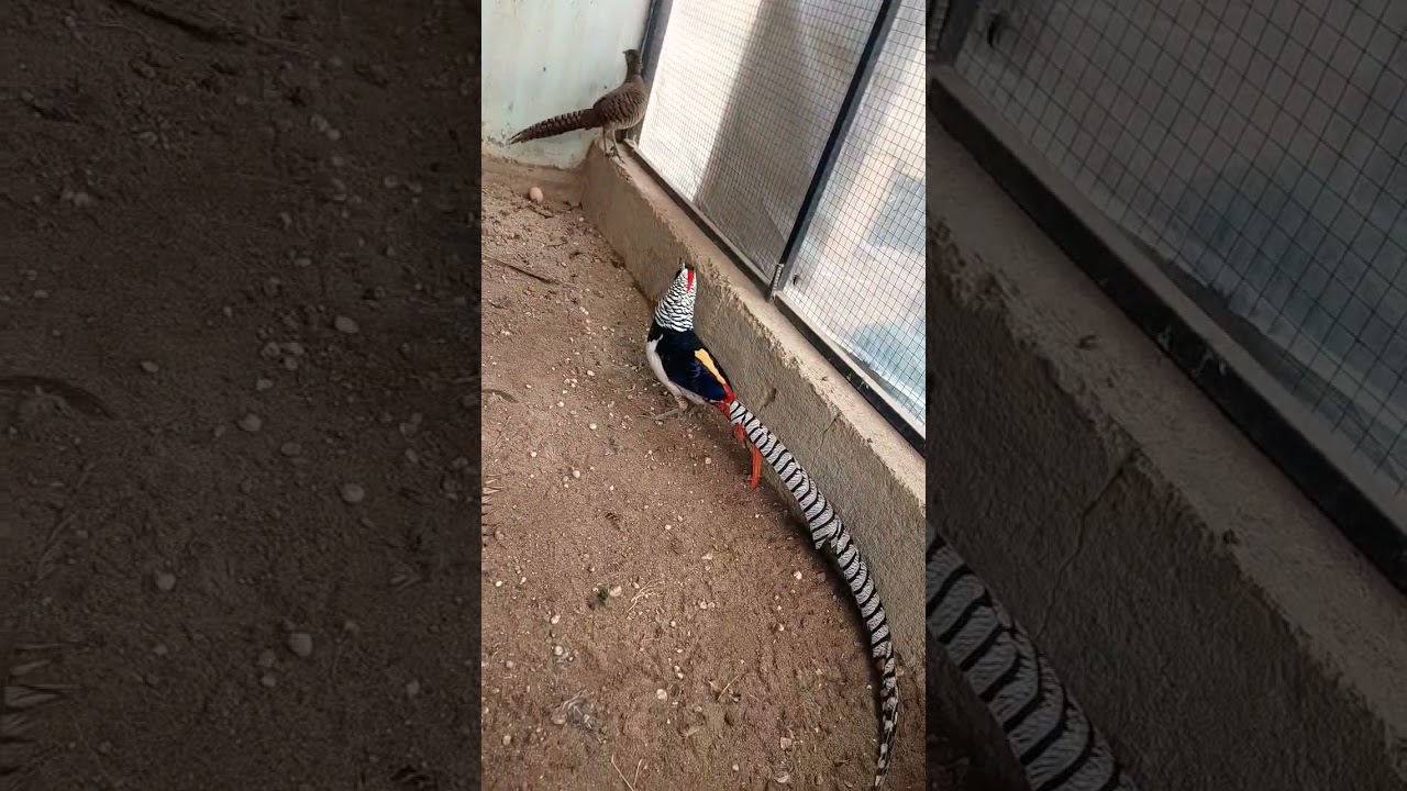 Lady Pheasant Ke Shandar Breed Paksitanio Yha Lgawo 