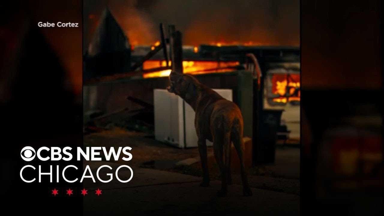 Firefighters rescue dog from California wildfires