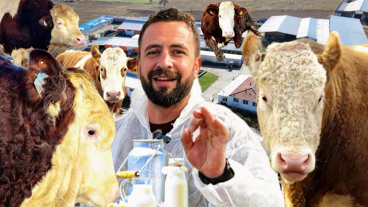 700 TANE DAMIZLIK İNEK / GÜNDE 7,500 KİLO SÜT ( 7,5 ton ) EN GÜZEL İNEK ÇİFTLİĞİ VE EN KAİTELİ SÜT 