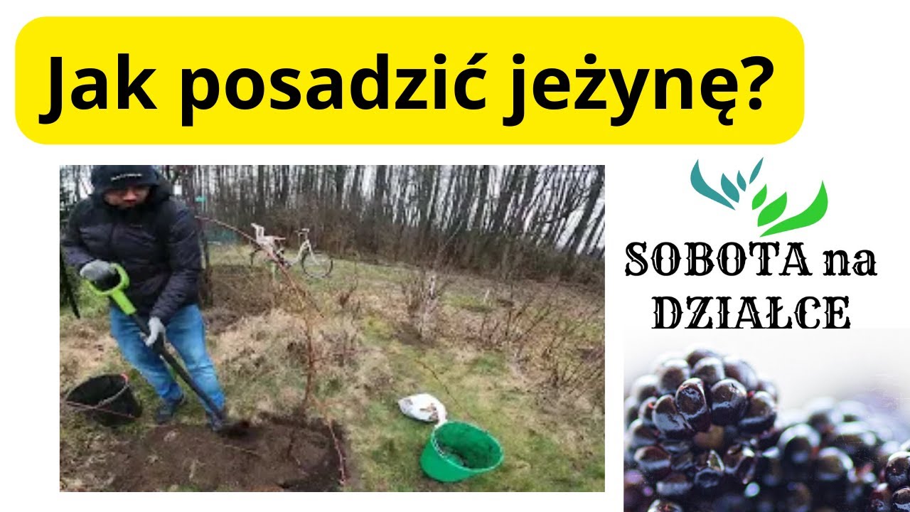 Jak posadzić jeżynę?