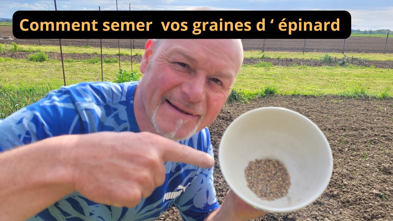 Как посеять семена шпината (до 6 мая)