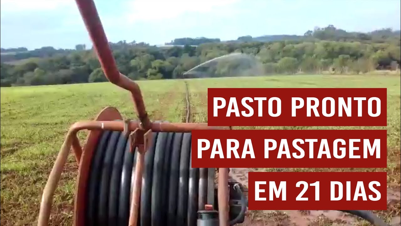 Pasto pronto para pastagem em 21 dias