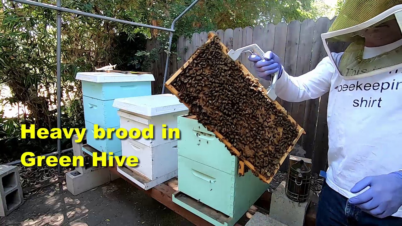 Bee Inspection - July 3rd 2020