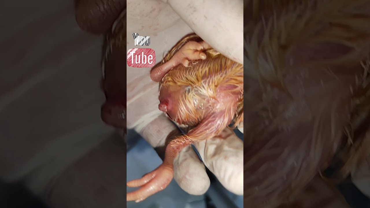 ما هو علاج  التهاب صرة الكتكوت طريقه علاج وتعقيم واعشاب زنجبيل والكركم من المنزل👉