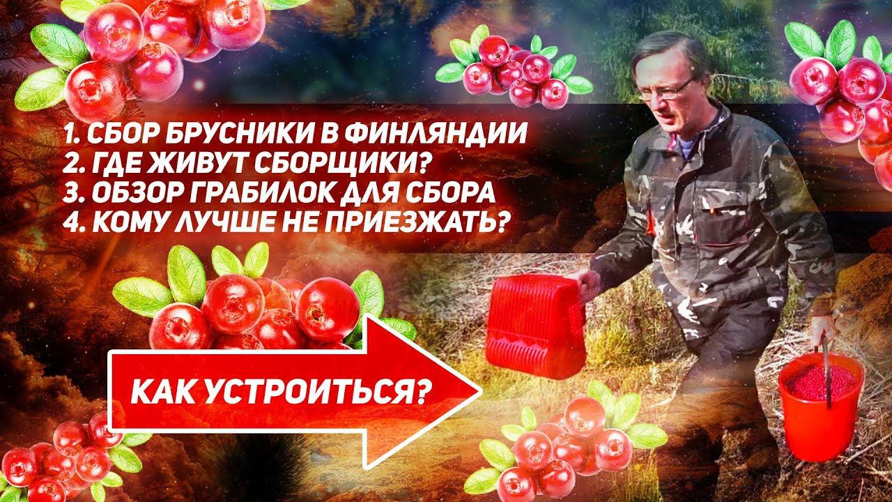 СБОР БРУСНИКИ В ФИНЛЯНДИИ