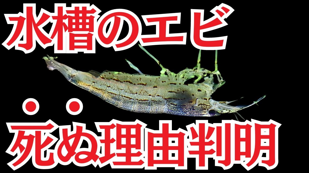 エビがすぐに死んでしまうのはこれが原因です