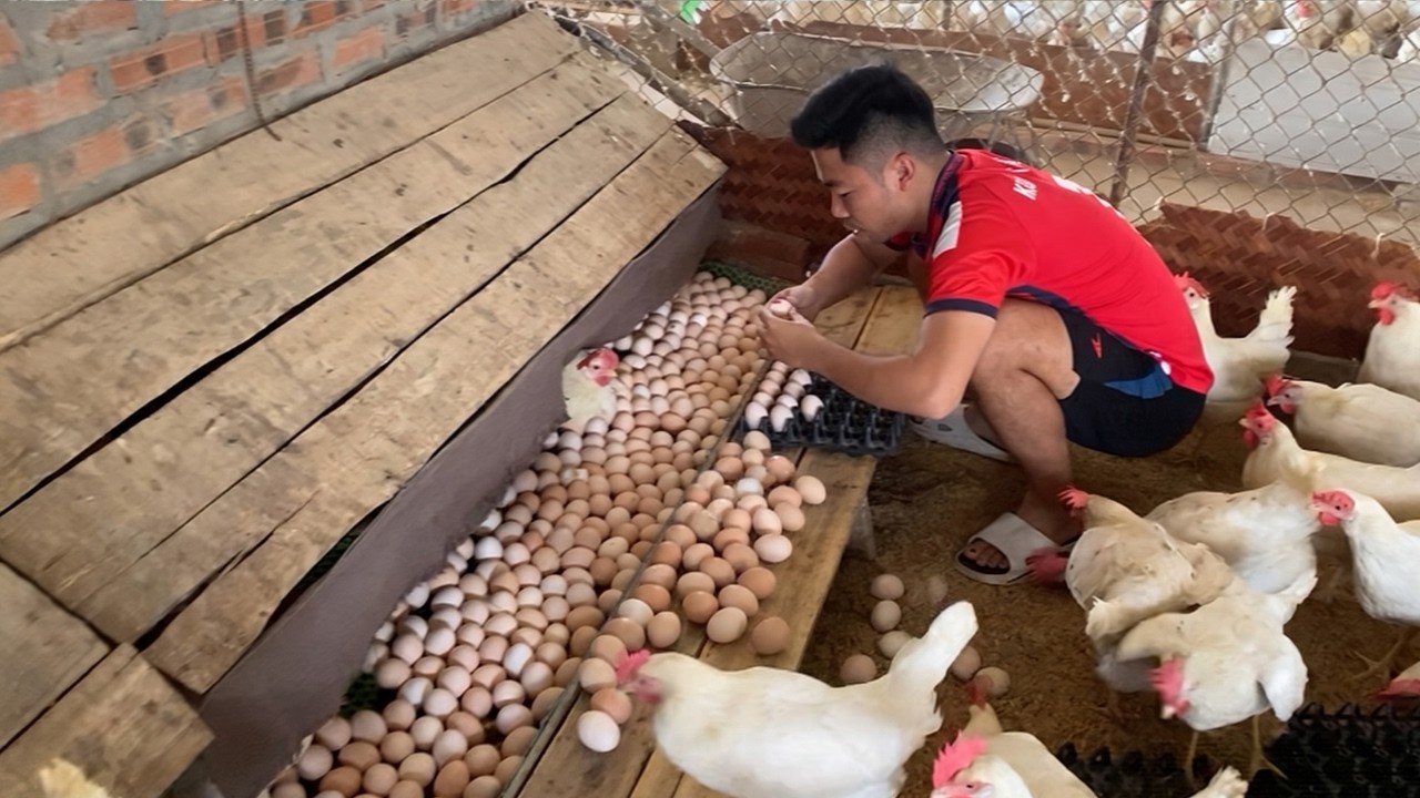 One Day of Egg Harvest at a Busy Chicken Farm.