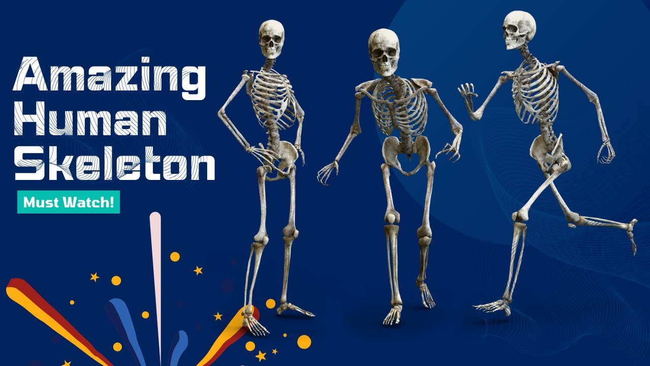 Human Skeleton Anatomy