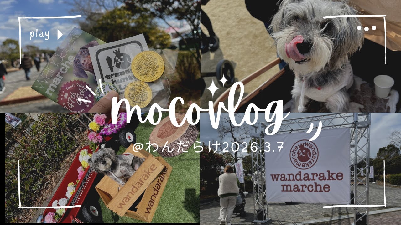 【わんだらけ2026春】犬のマルシェに行ってきた🐶｜ミニチュアシュナウザーmoco vlog  【wandarake】