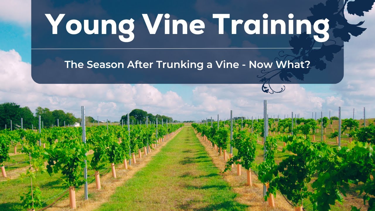 The Season After Trunking a Vine - Now What?