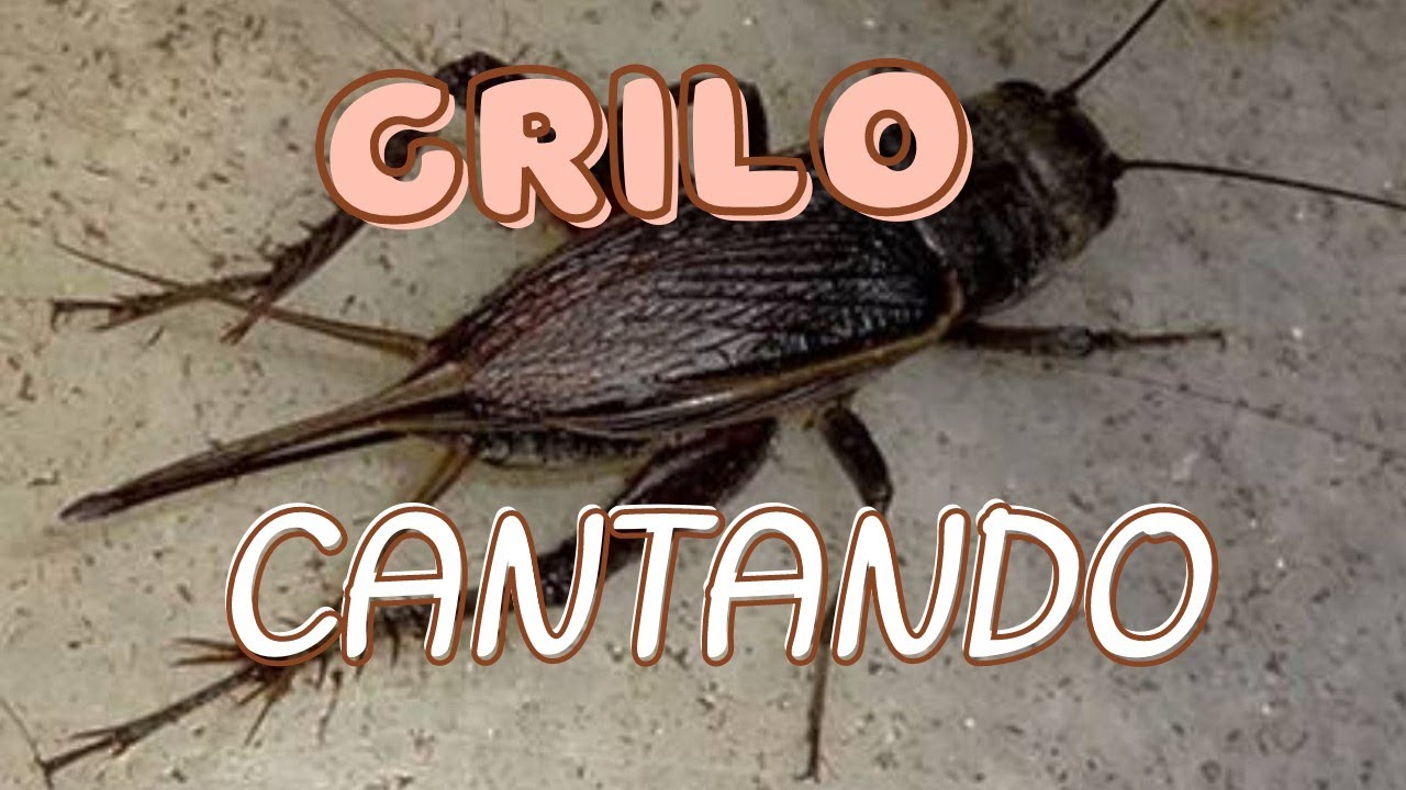 GRILO CANTANDO 