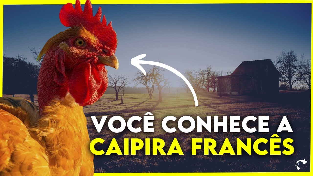A raça de GALINHA que REVOLUCIONOU a CRIAÇÃO de GALINHA CAIPIRA.
