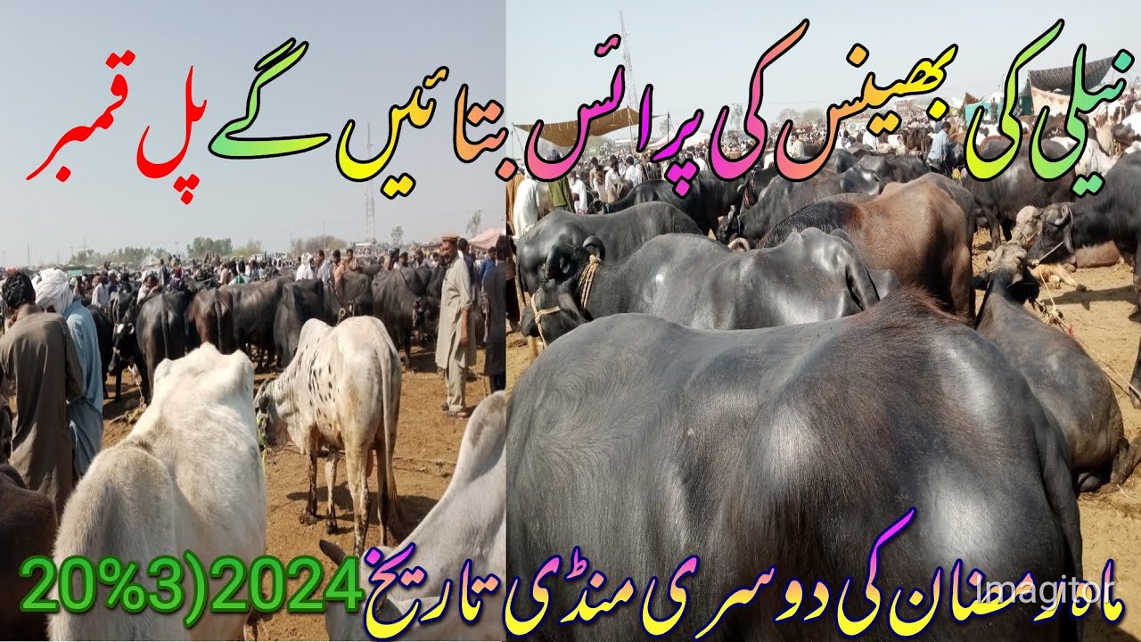 Neeli ki Bhains ki price aur kimat bataenge