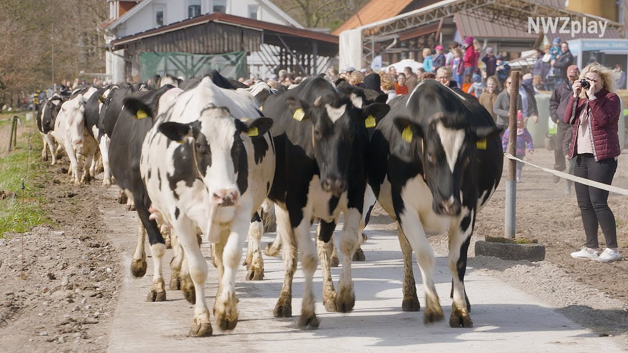 Weideaustrieb: K&uuml;he h&uuml;pfen und rennen ins Gr&uuml;n