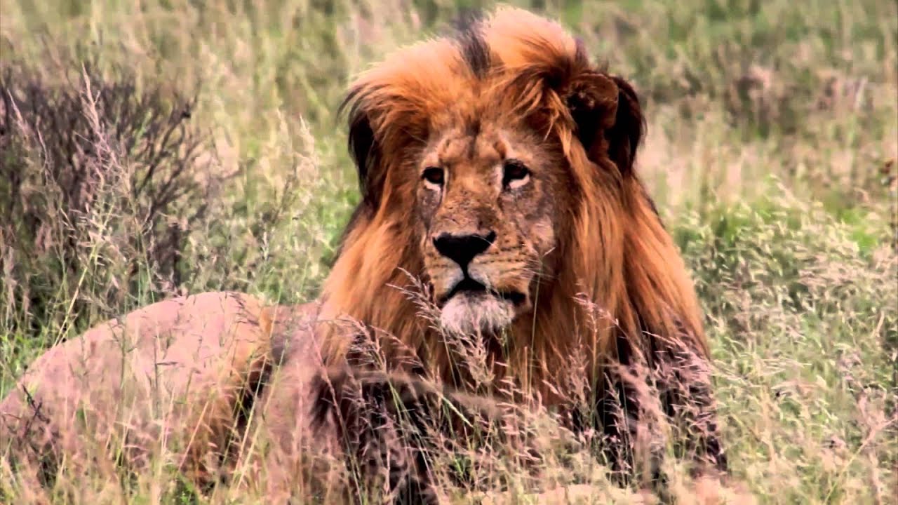 Future of the African Lion