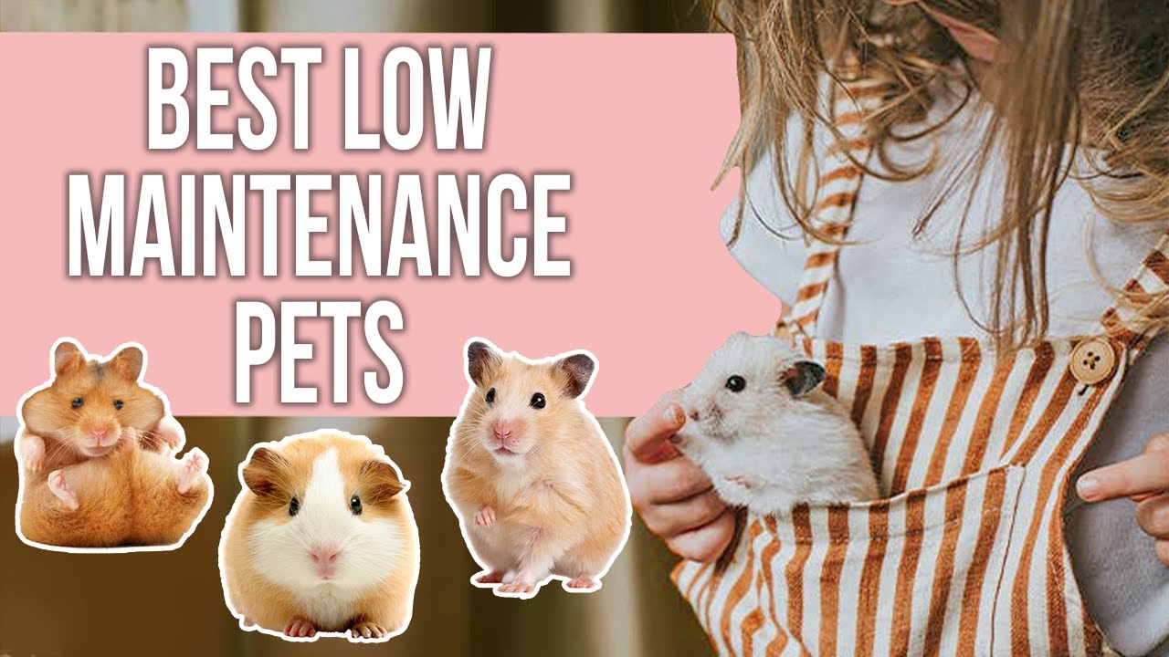 Best Low Maintenance Pets for Busy Pet Owners