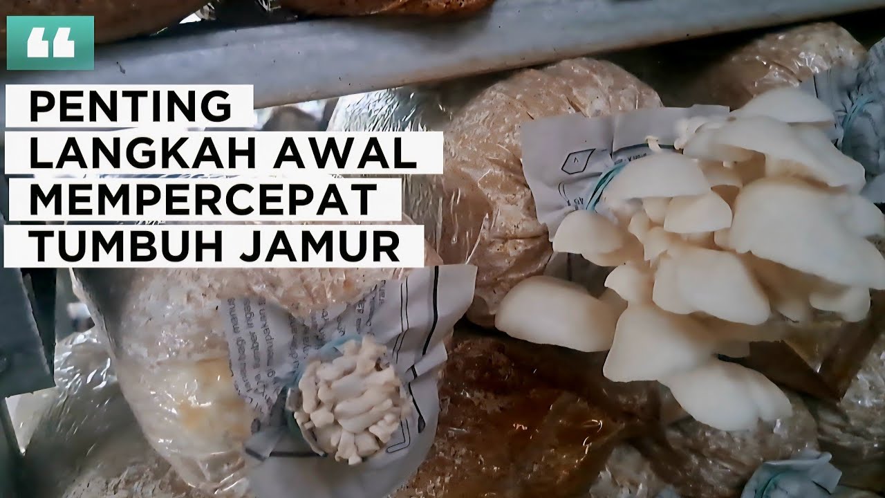 LANGKAH AWAL MEMPERCEPAT TUMBUH JAMUR