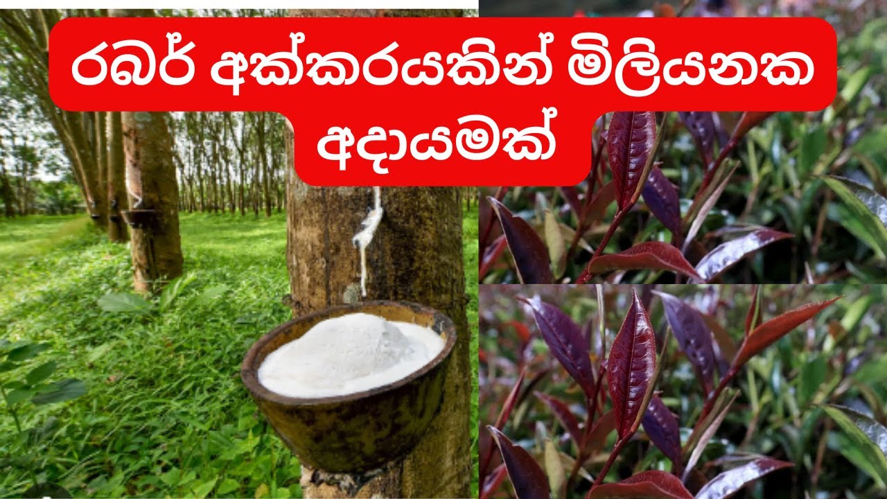 රබර් අක්කරයකින් වසරකට මිලියනයක්|Tea Intercropping With Rubber | Over one million income from rubber