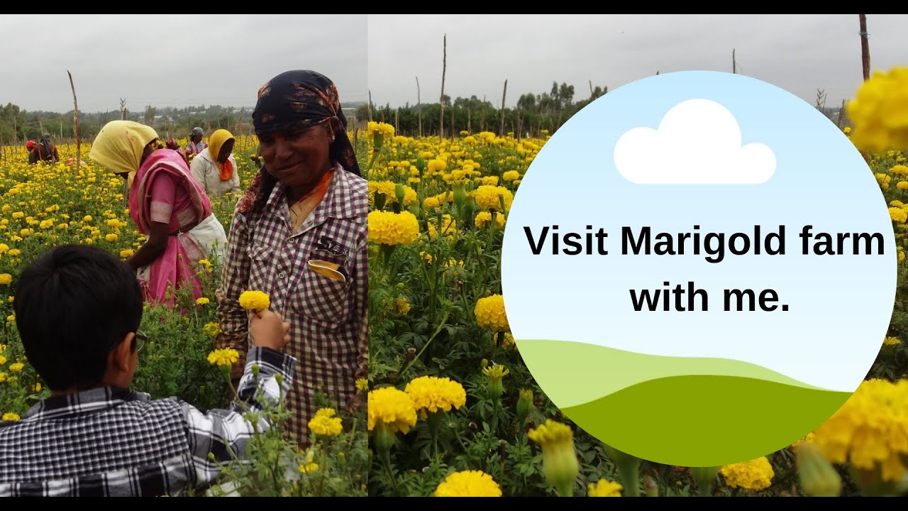 Marigold Flowers Harvesting