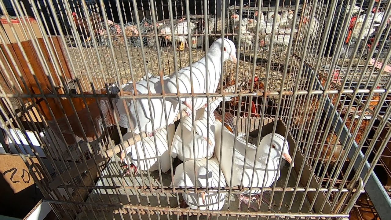 Animal Auction Day!!! Giant Homer Pigeons and Tons of Rabbits!