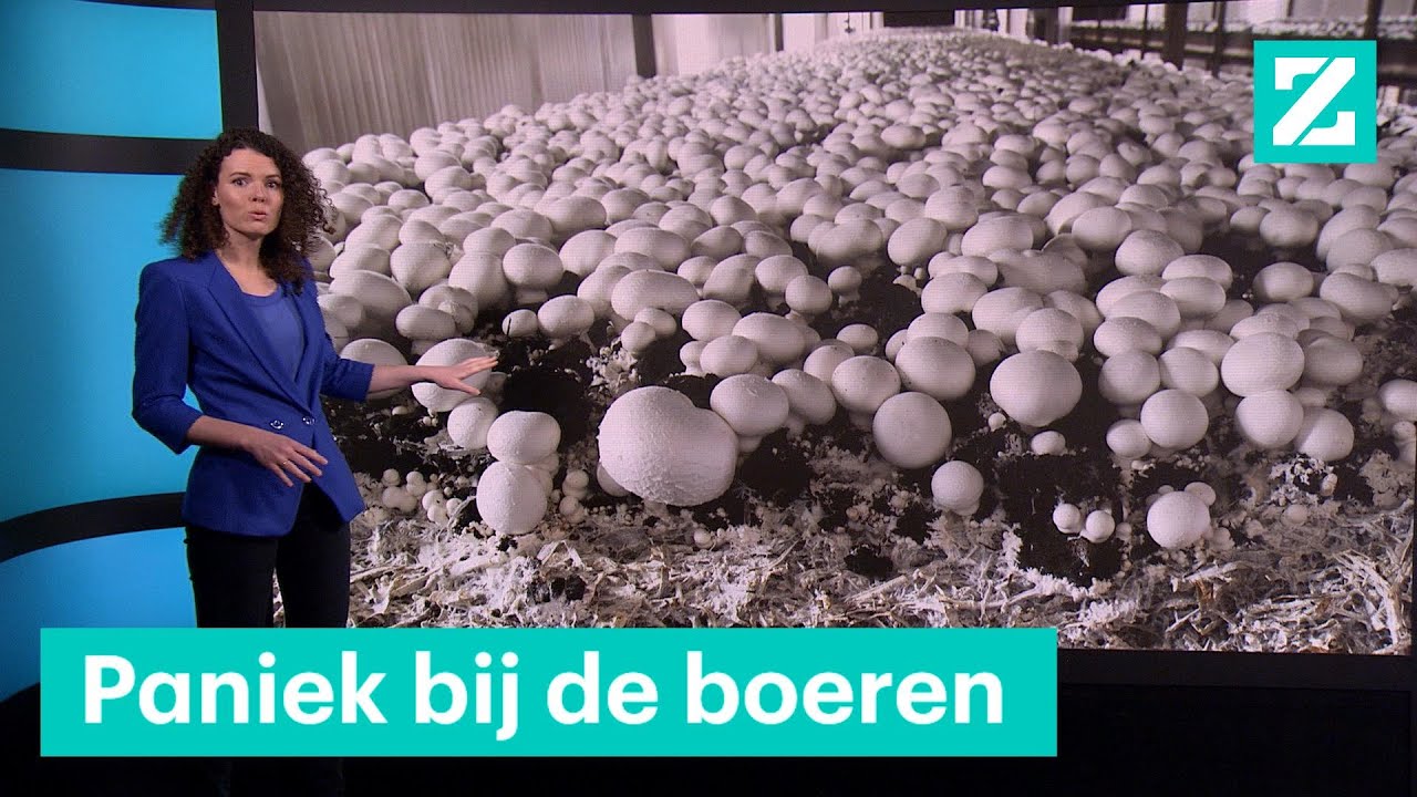 Zo verstoort corona de voedselvoorziening &bull; Z zoekt uit