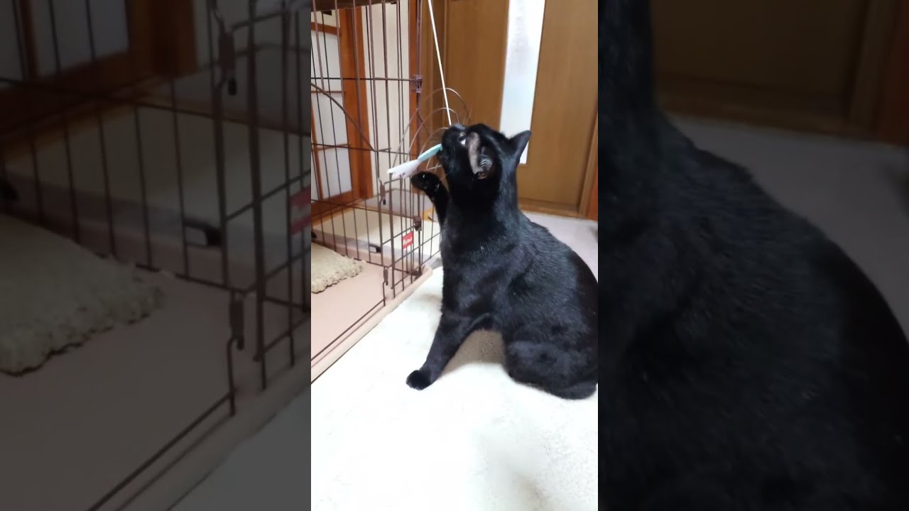 今年最後の猫ライブ配信。お世話になりました。　キジトラかもしれないプラス黒猫ーキジ黒ー がライブ配信中！